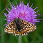 avatar butterfly on clover