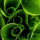 142x142px-avatar-hosta.jpg